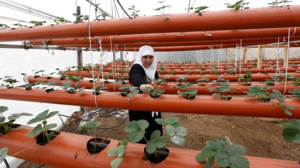 Self-sufficiency project in Gaza